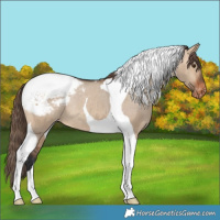 Horse Color:Bay Dun Tobiano Appaloosa Rabicano 