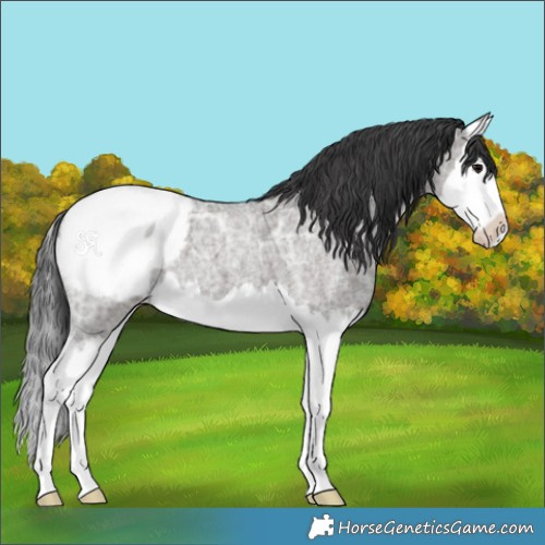 Horse Color:Grullo Ice Roan Splash Appaloosa 