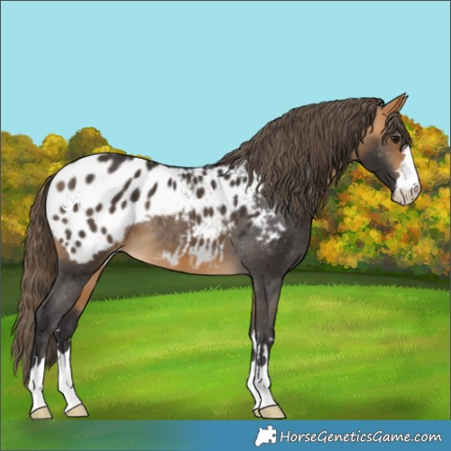 Horse Color:Buckskin Appaloosa