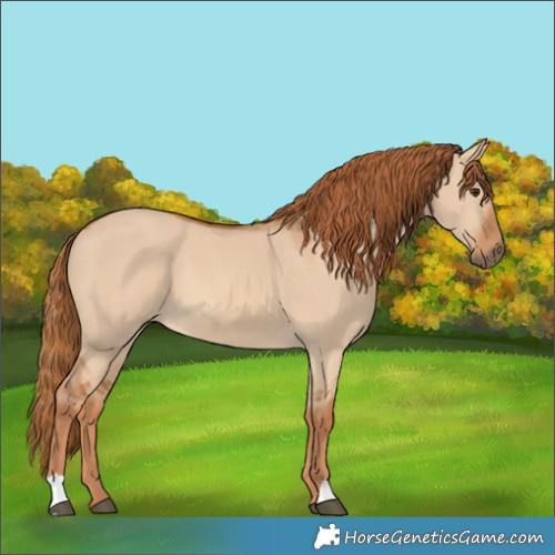 Horse Color:Red Dun 
