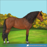 Horse Color:Bay 