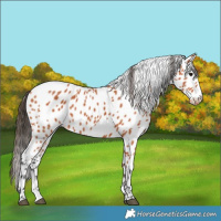Horse Color:Bay Leopard