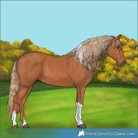 Horse Color:Chestnut Tobiano 