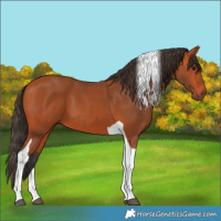Horse Color:Bay Tobiano 