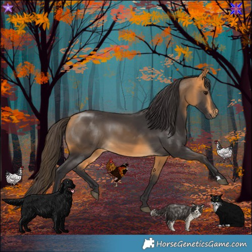 Horse Color:Buckskin 