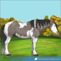 Horse Color:Grullo Splash Tobiano 