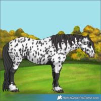 Horse Color:Black Appaloosa 