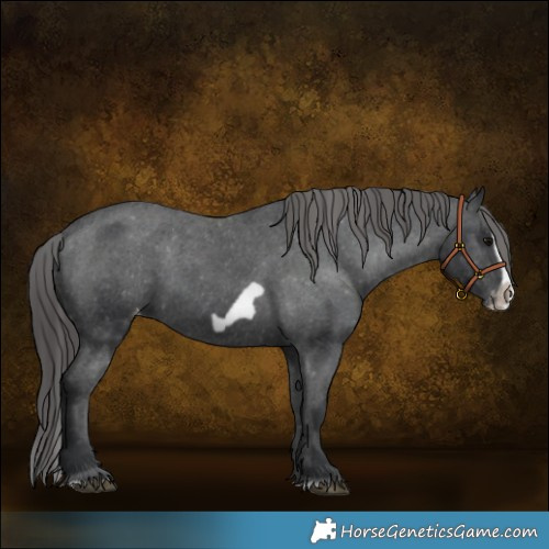 Horse Color:Black Splash Frame Varnish 