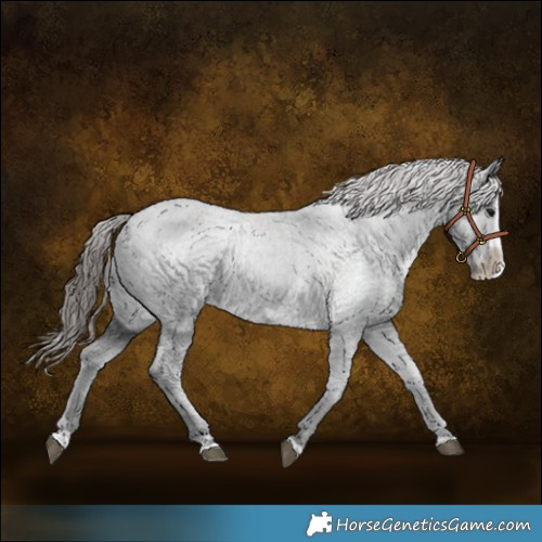 Horse Color:Black Splash Frame Appaloosa 