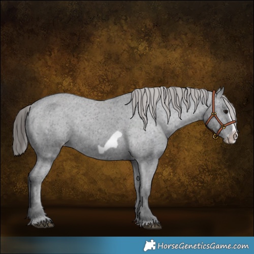 Horse Color:Black Splash Frame Appaloosa