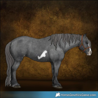 Horse Color:Black Splash Frame Varnish 