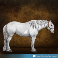 Horse Color:Black Splash Frame Varnish 