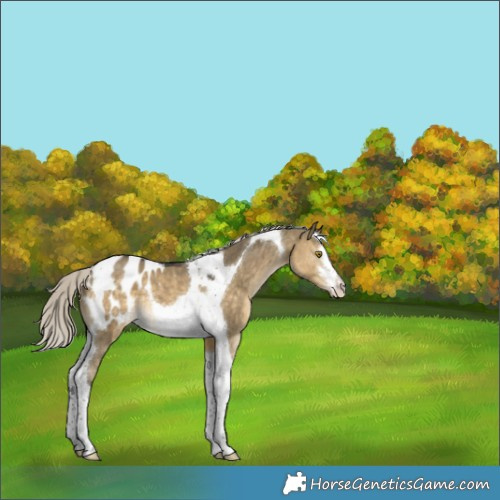 Horse Color:Silver Buckskin Dun Tobiano Appaloosa 