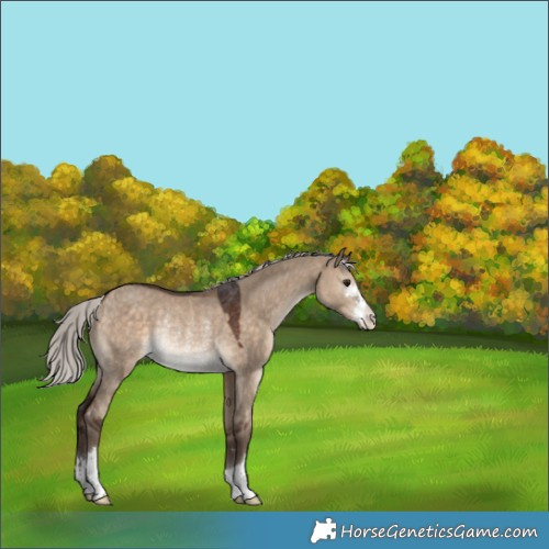 Horse Color:Silver Brown Dun Rabicano 