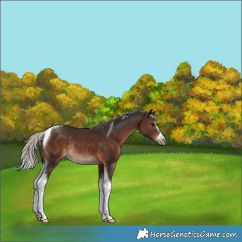 Horse Color:Silver Brown Tobiano Rabicano 