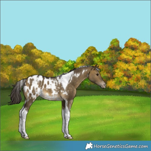 Horse Color:White Spotted Buckskin Dun Tobiano Blanket 