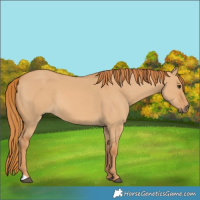 Horse Color:Red Dun 