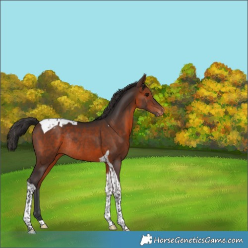 Horse Color:Brown Tobiano Varnish Rabicano 