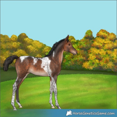 Horse Color:Bay Tobiano 