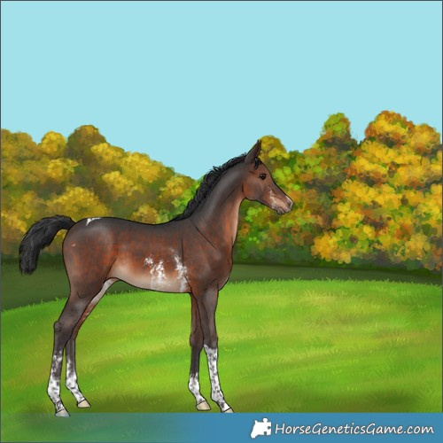 Horse Color:Bay Sabino Tobiano 