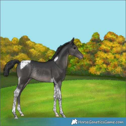Horse Color:Black Tobiano Appaloosa Rabicano 