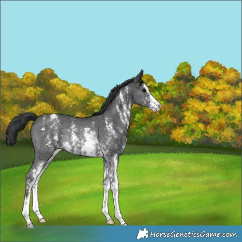 Horse Color:Black Sabino Varnish Rabicano 