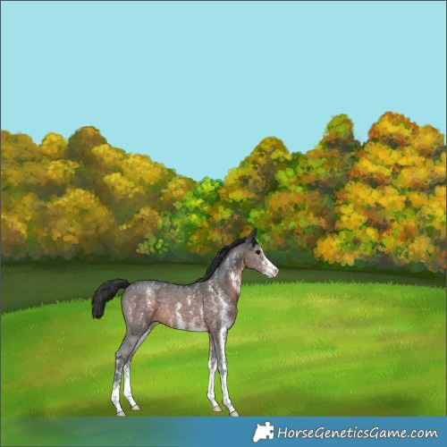 Horse Color:Brown Sabino Rabicano 