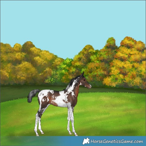 Horse Color:White Spotted Brown Tobiano Appaloosa Rabicano