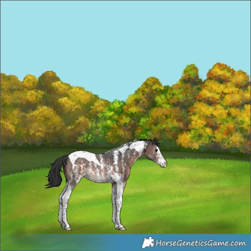 Horse Color:Brown Sabino Tobiano Rabicano 