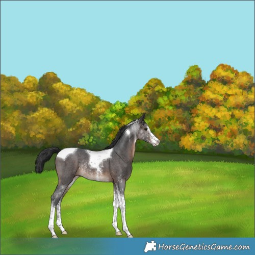 Horse Color:Brown Sabino Tobiano Rabicano 