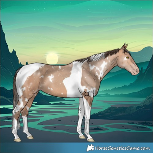 Horse Color:White Spotted Amber Champagne Tobiano 