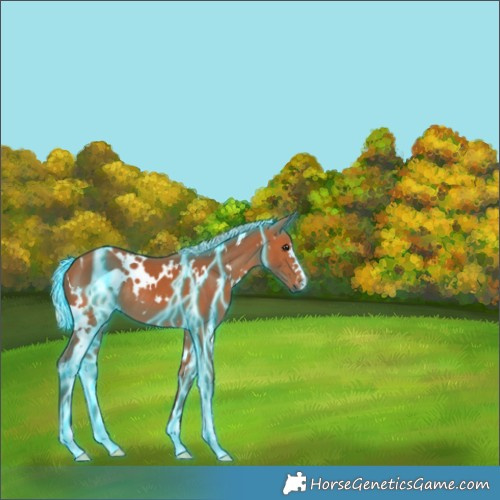 Horse Color:Thunderstruck White Spotted Silver Bay 