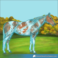Horse Color:Thunderstruck White Spotted Chestnut Tobiano 