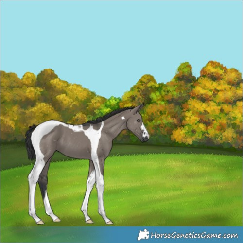 Horse Color:Grullo Tobiano 