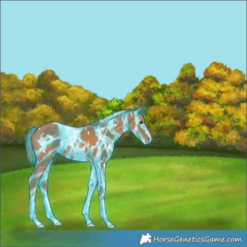 Horse Color:Thunderstruck White Spotted Chestnut 
