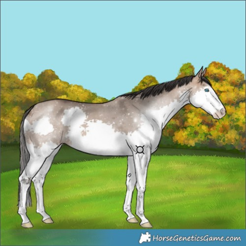 Horse Color:Bay Dun Splash 