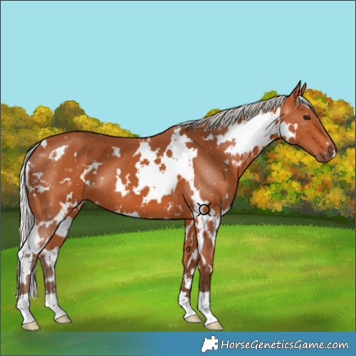 Horse Color:White Spotted Silver Bay