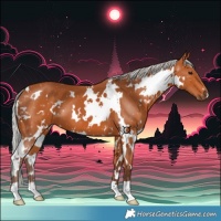 Horse Color:White Spotted Silver Bay 