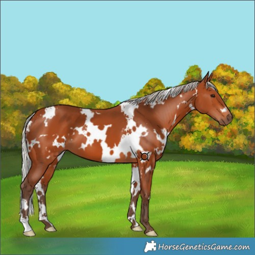 Horse Color:White Spotted Silver Bay 
