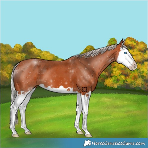 Horse Color:Silver Bay Splash 