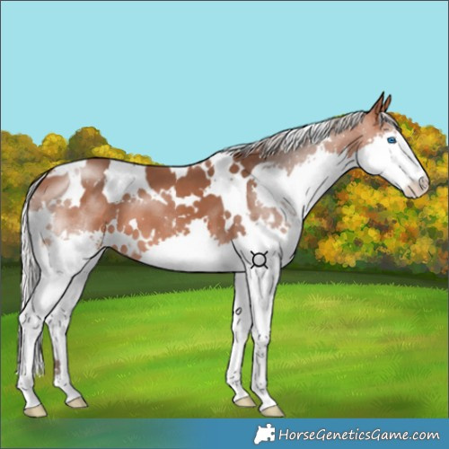 Horse Color:White Spotted Silver Bay Splash 