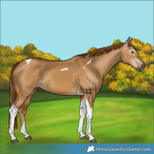 Horse Color:Gray Red Dun Tobiano 