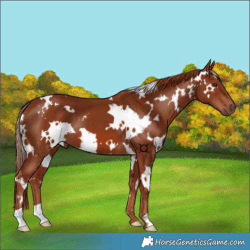 Horse Color:White Spotted Chestnut 