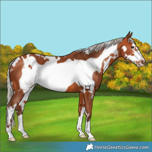 Horse Color:White Spotted Silver Bay Frame 
