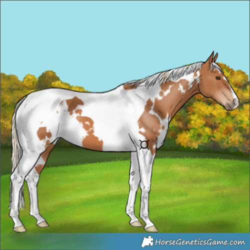 Horse Color:White Spotted Chestnut Tobiano 