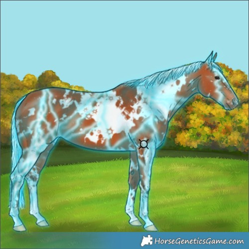 Horse Color:Thunderstruck White Spotted Silver Bay 