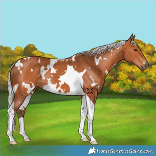 Horse Color:White Spotted Silver Bay Tobiano 