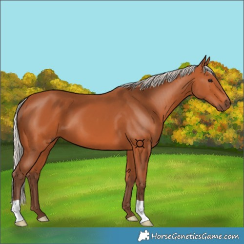 Horse Color:Silver Bay 