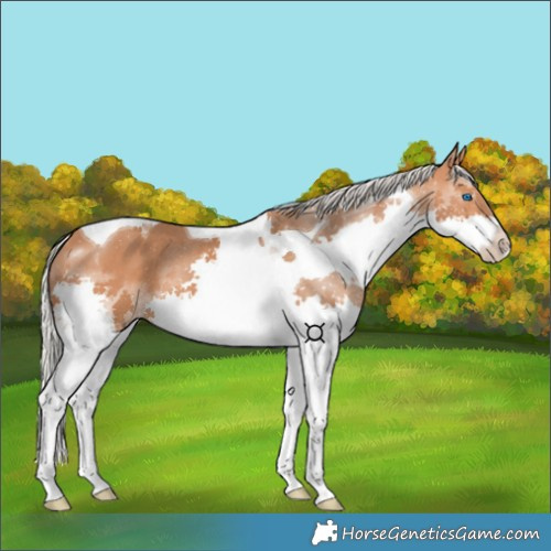 Horse Color:Silver Bay Splash Tobiano 