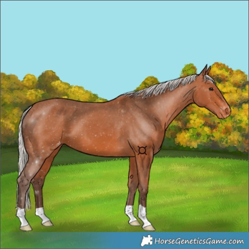 Horse Color:Silver Bay Varnish 